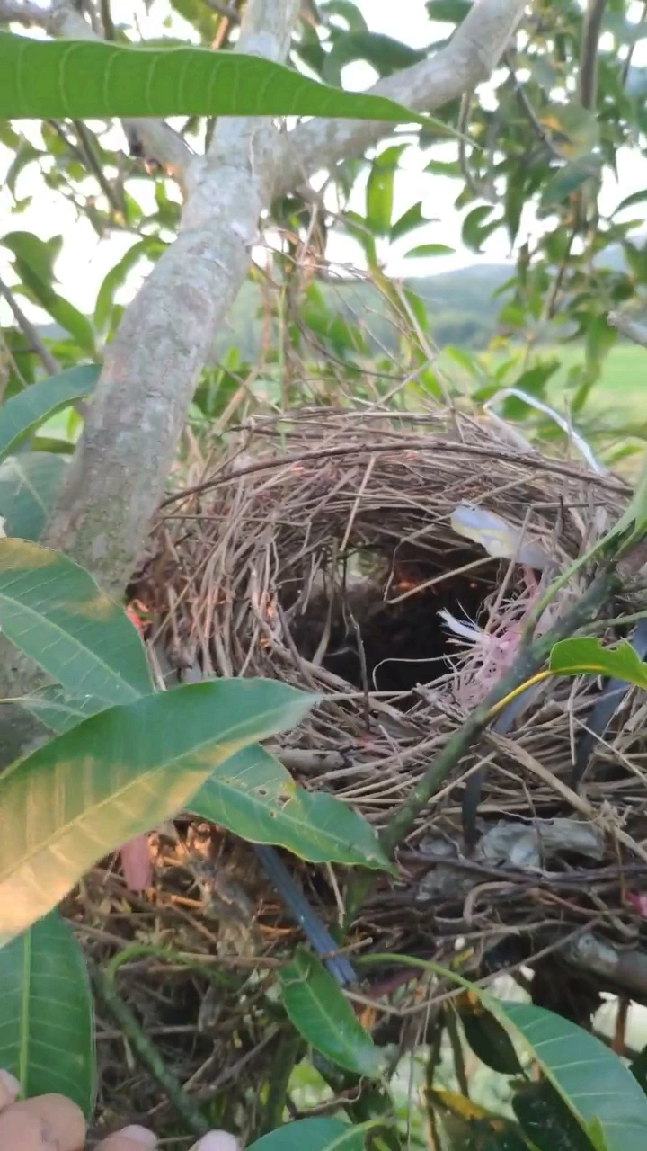 买菜发现一窝秋八哥,上来拍给大家看看