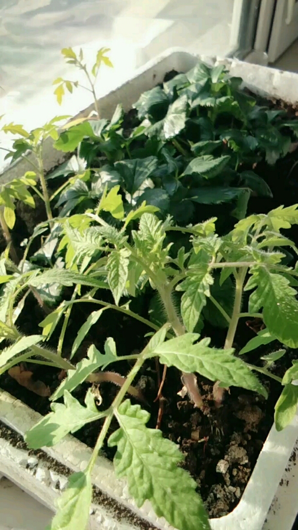 柿子秧谁要免费送