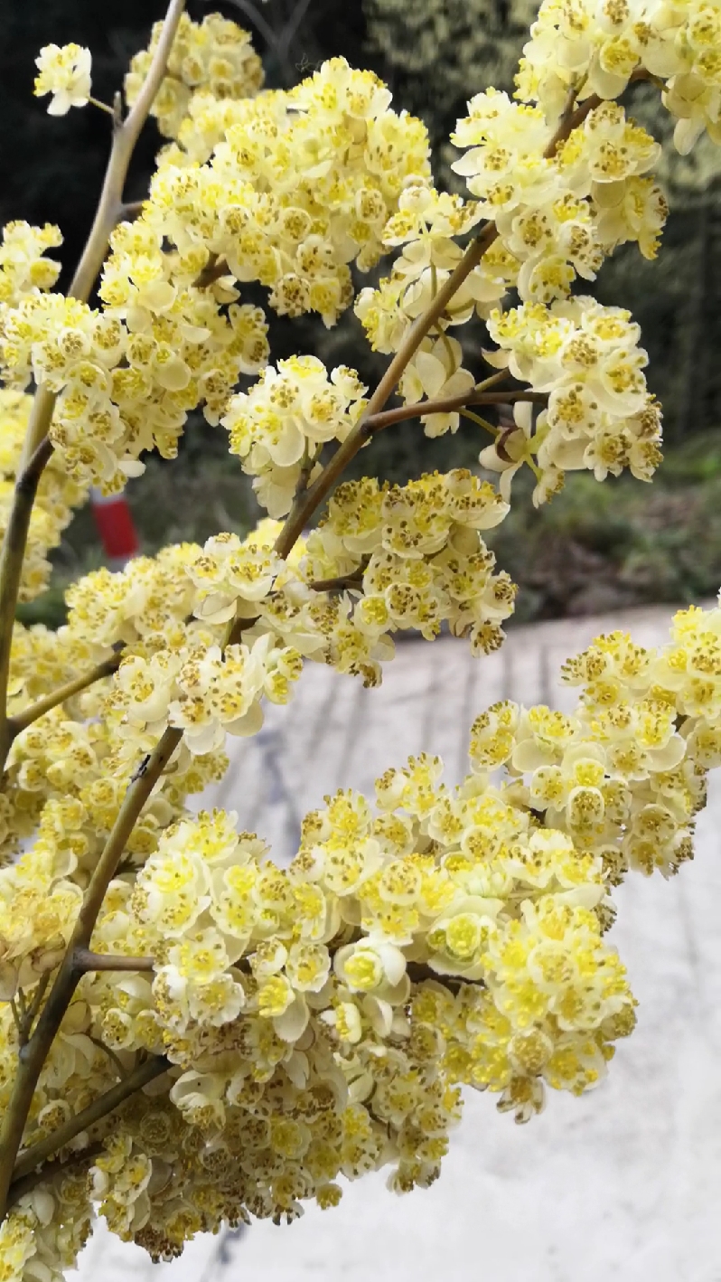 木姜子花有多少人认识?