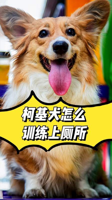 柯基犬怎么训练上厕所知道这些训练成功并不难