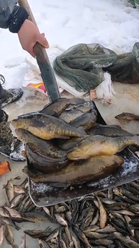 东北小伙下雪天在河里捞鱼,收获满满笑到合不拢嘴