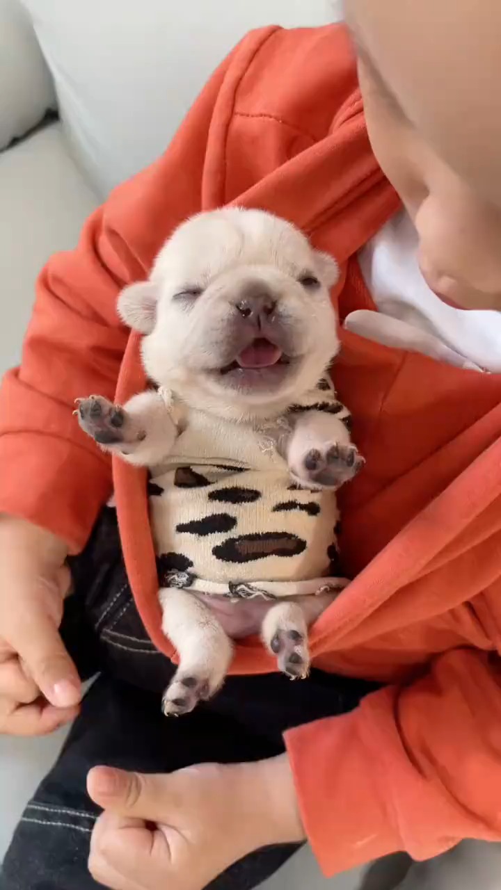 妈妈给宝宝买了一只小奶狗,听到这样的叫声,太治愈了!