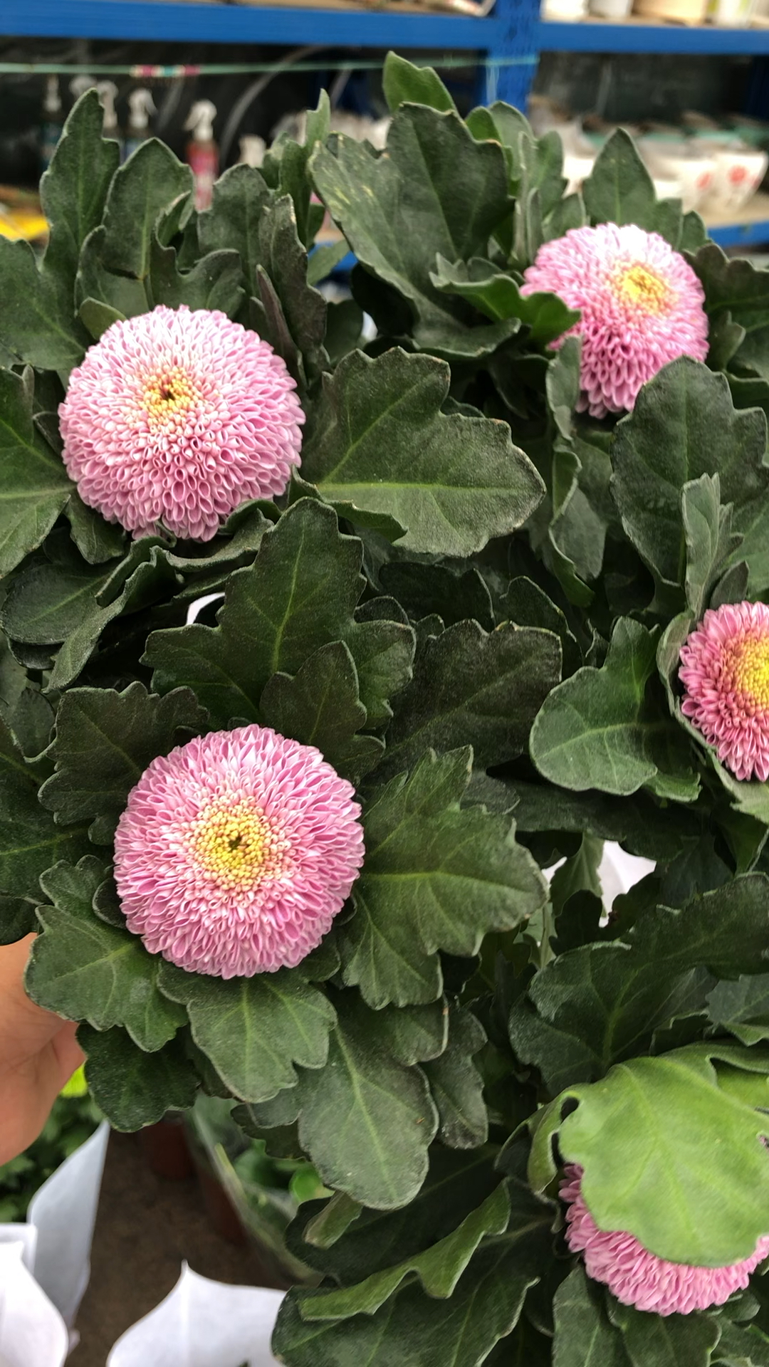 粉色乒乓菊 乒乓菊盆栽 乒乓菊花苗 高档花卉盆栽 四季开花 阳台花卉