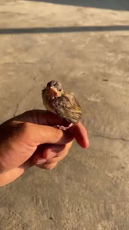 一只小鸟飞到小伙手上,看它这样子,好像有话要说