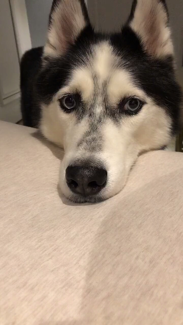 搞笑萌宠#哈士奇被我带出抑郁症来了