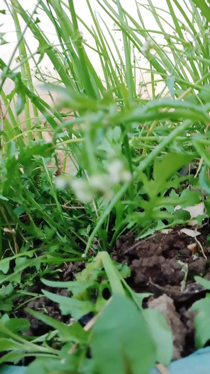 荠菜开花结子了