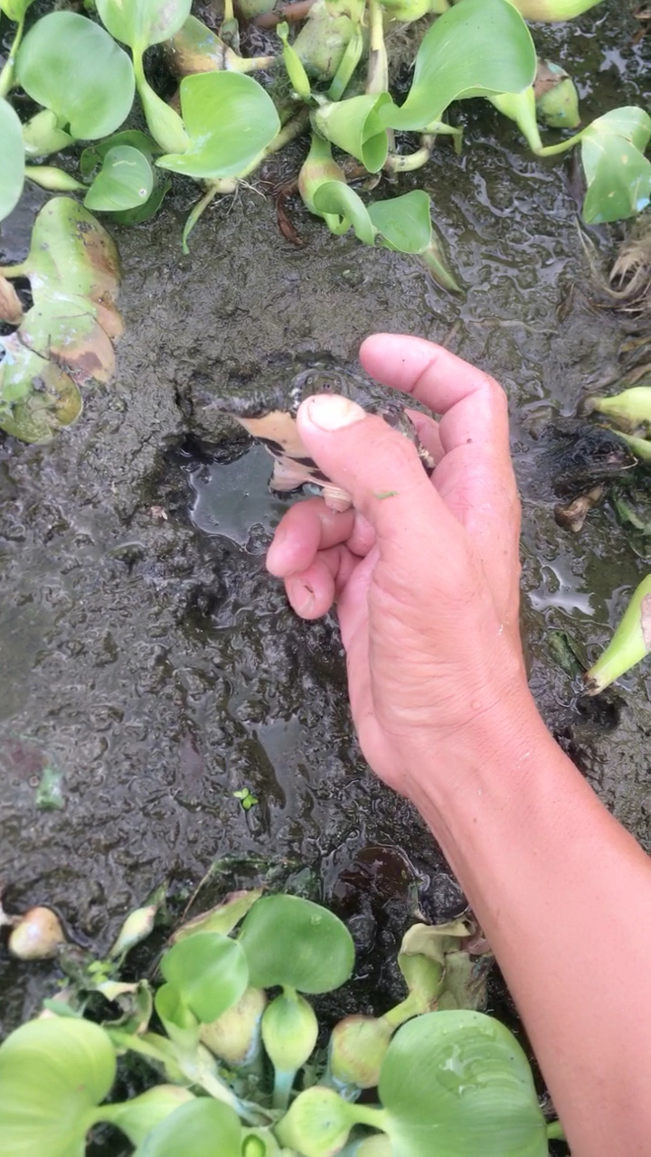 水干水浮莲下面藏有甲鱼