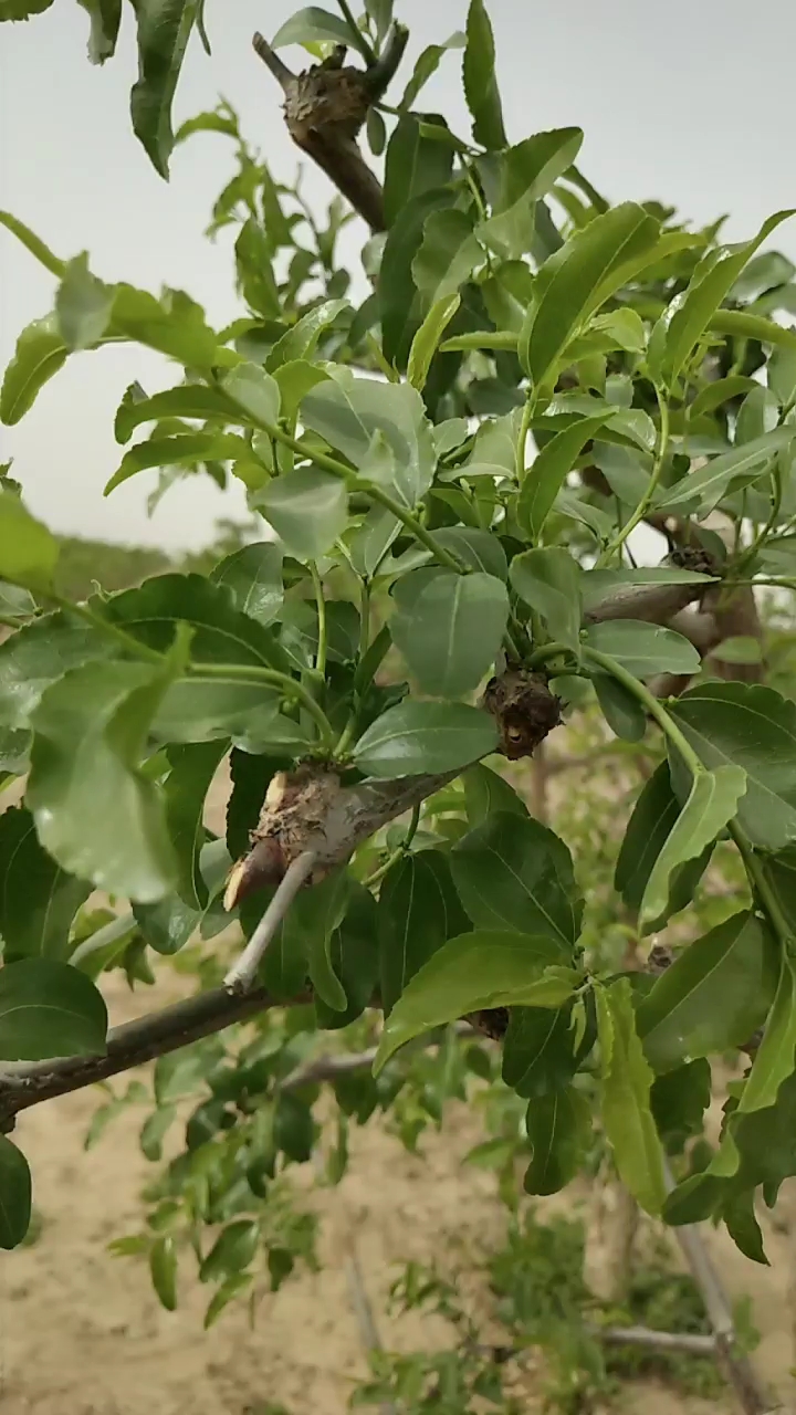 旺盛的枣吊,快快开花结果吧