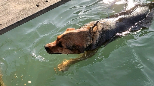 新年游记#狗爬式游泳