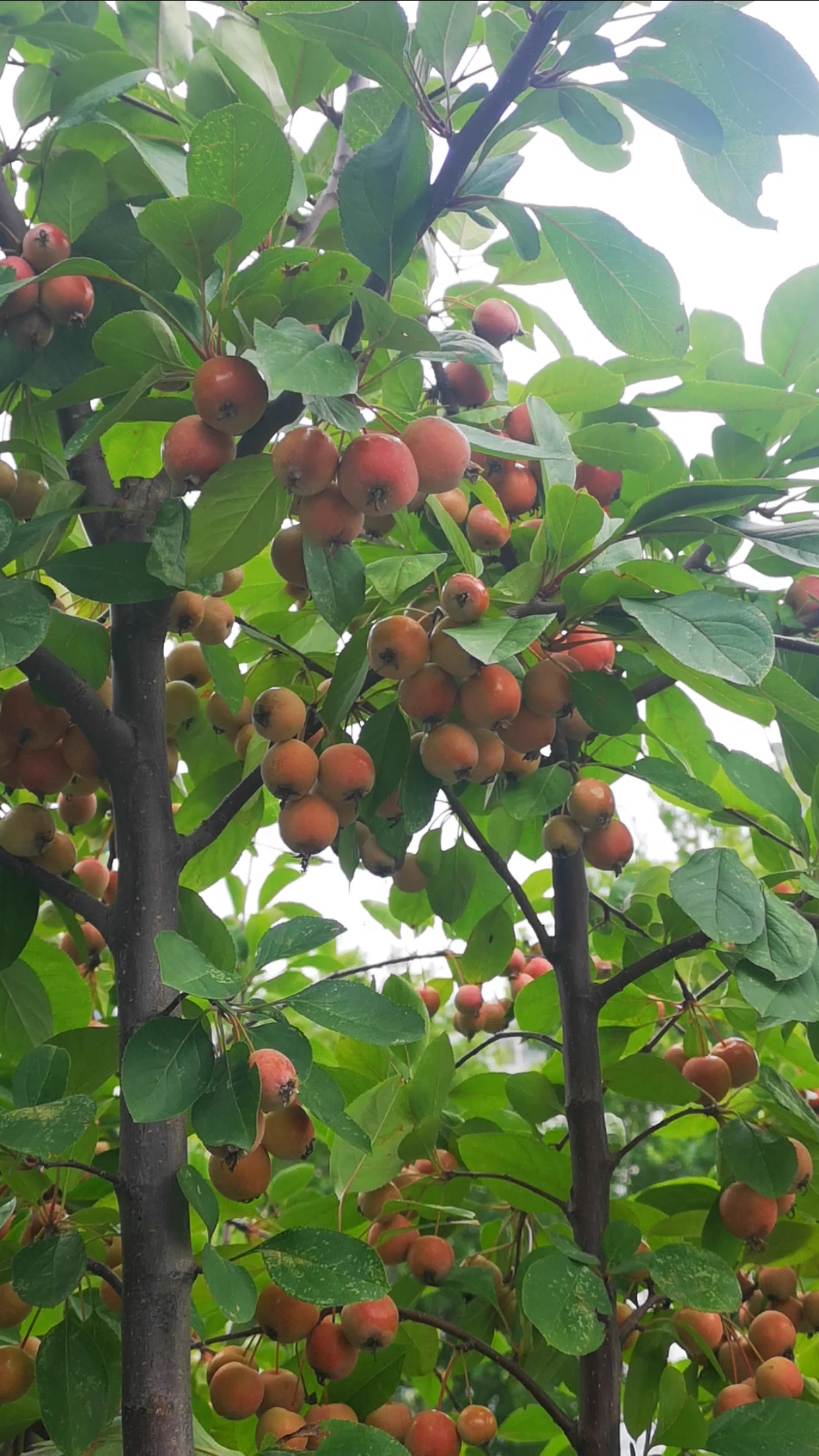 路边的绿化树,果子结的密密麻麻