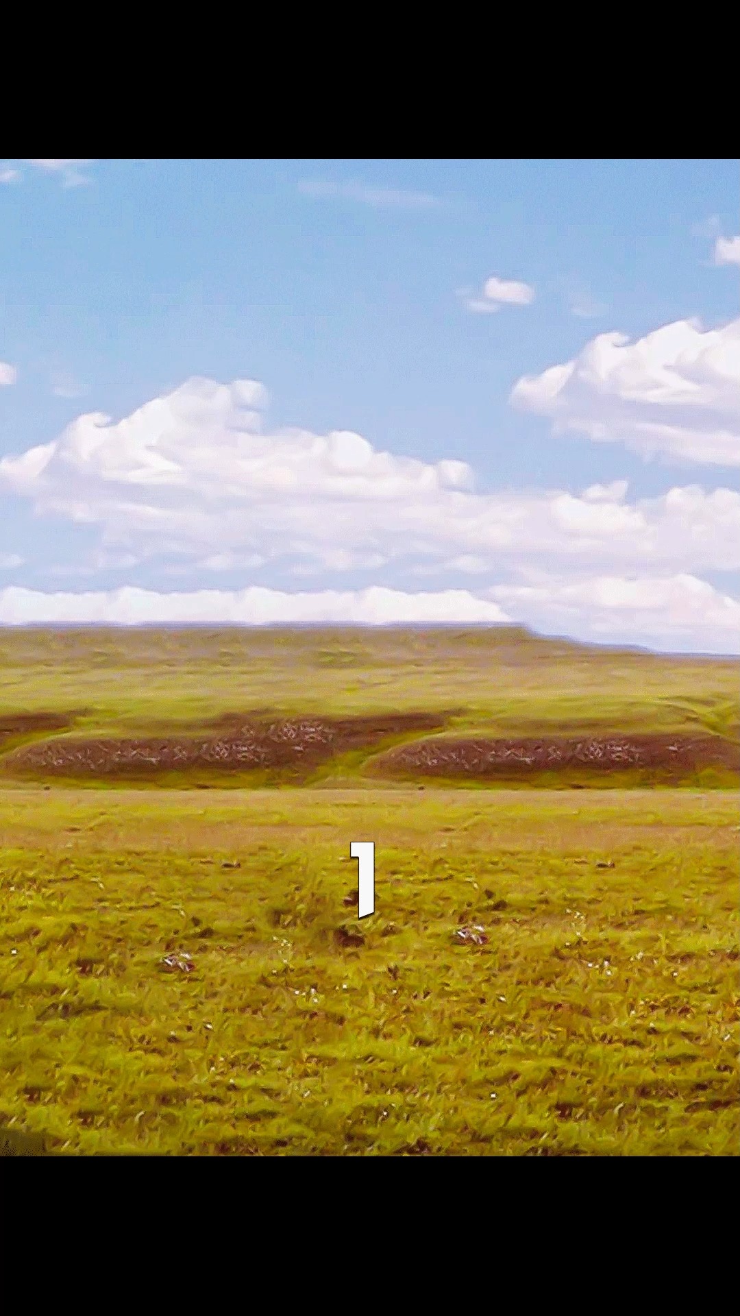 好看电影#史前公园的新居民猛犸象,板齿犀