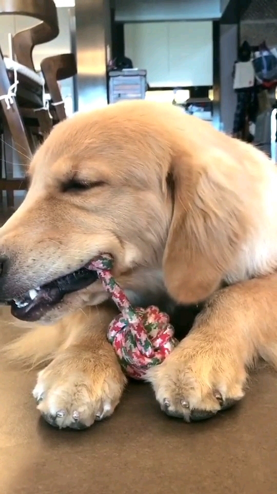 把绳子都咬断了