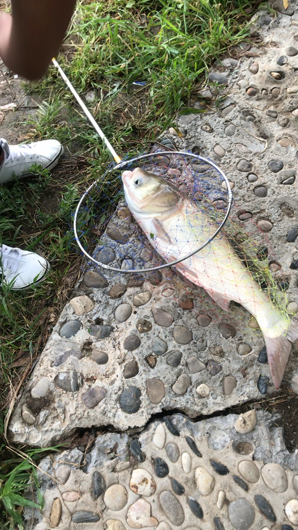 手机摄影#有喜欢钓鱼的吗,这是我拍到大鱼上钩的视频