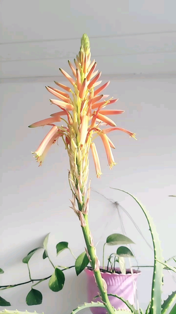 我的私藏景点#猜猜我的龙爪花,有多少年了?