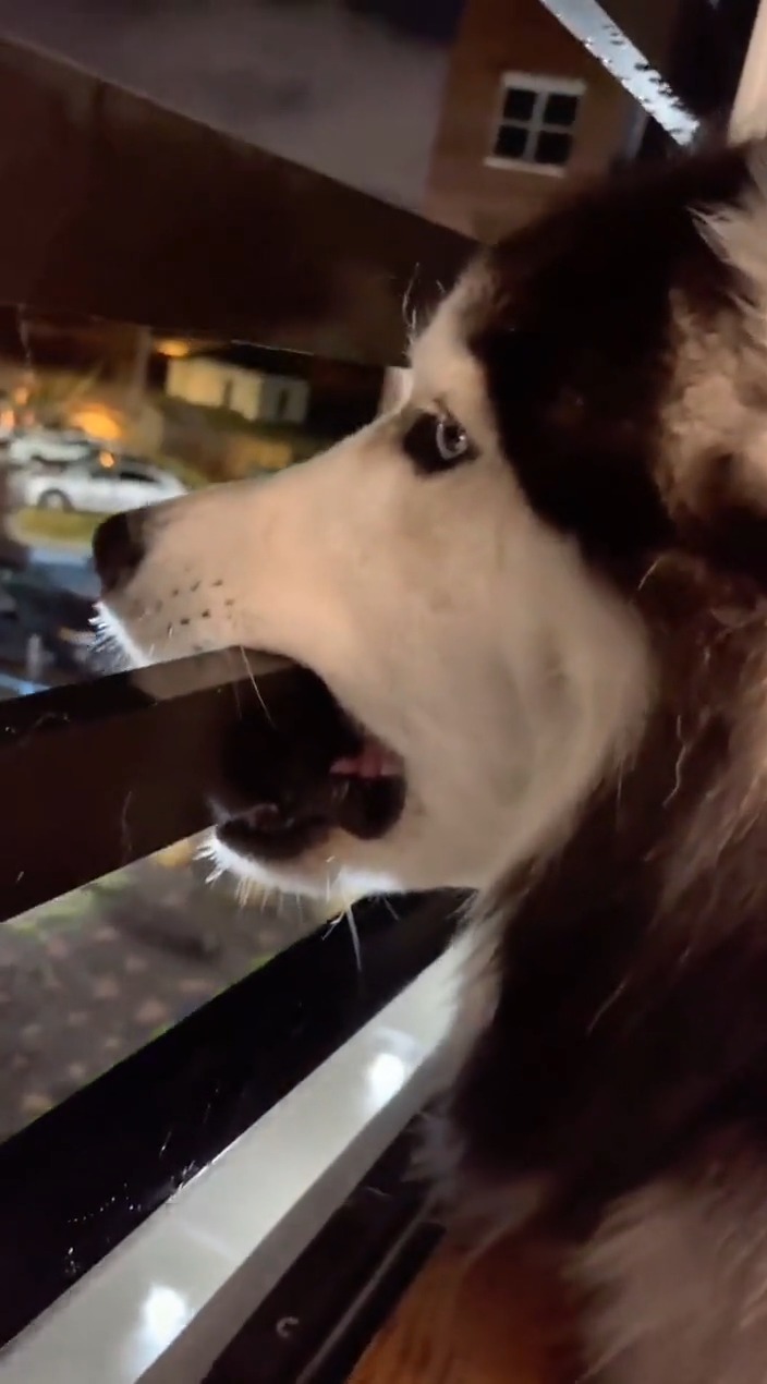 搞笑视频#原来二哈也有心事吗?