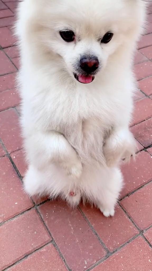 家有萌宠 #萌宠 #狗狗 雪球g牙口,嘎呗脆