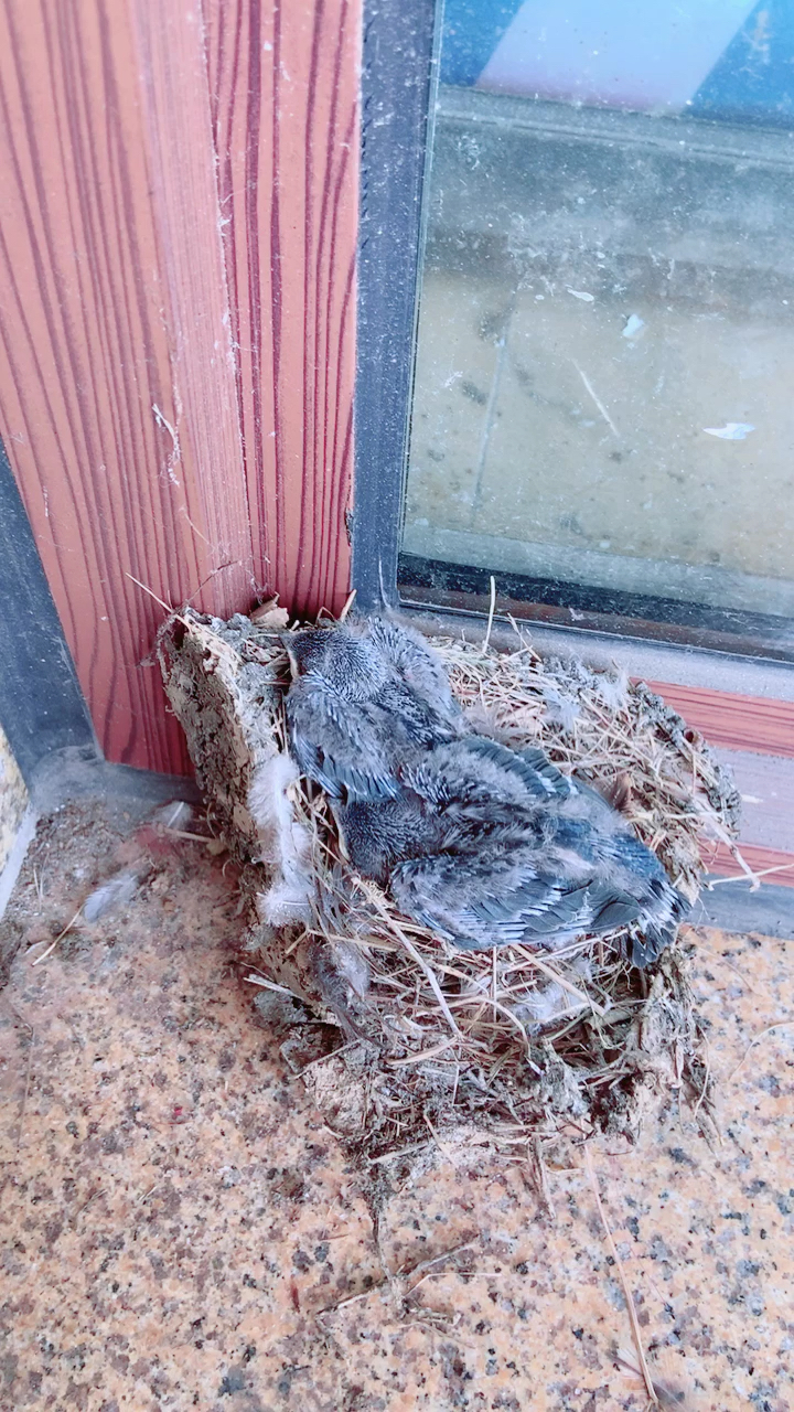 小燕子的窝从上面掉下了,掉死了3个,还有2个活的,可是它妈妈找不到