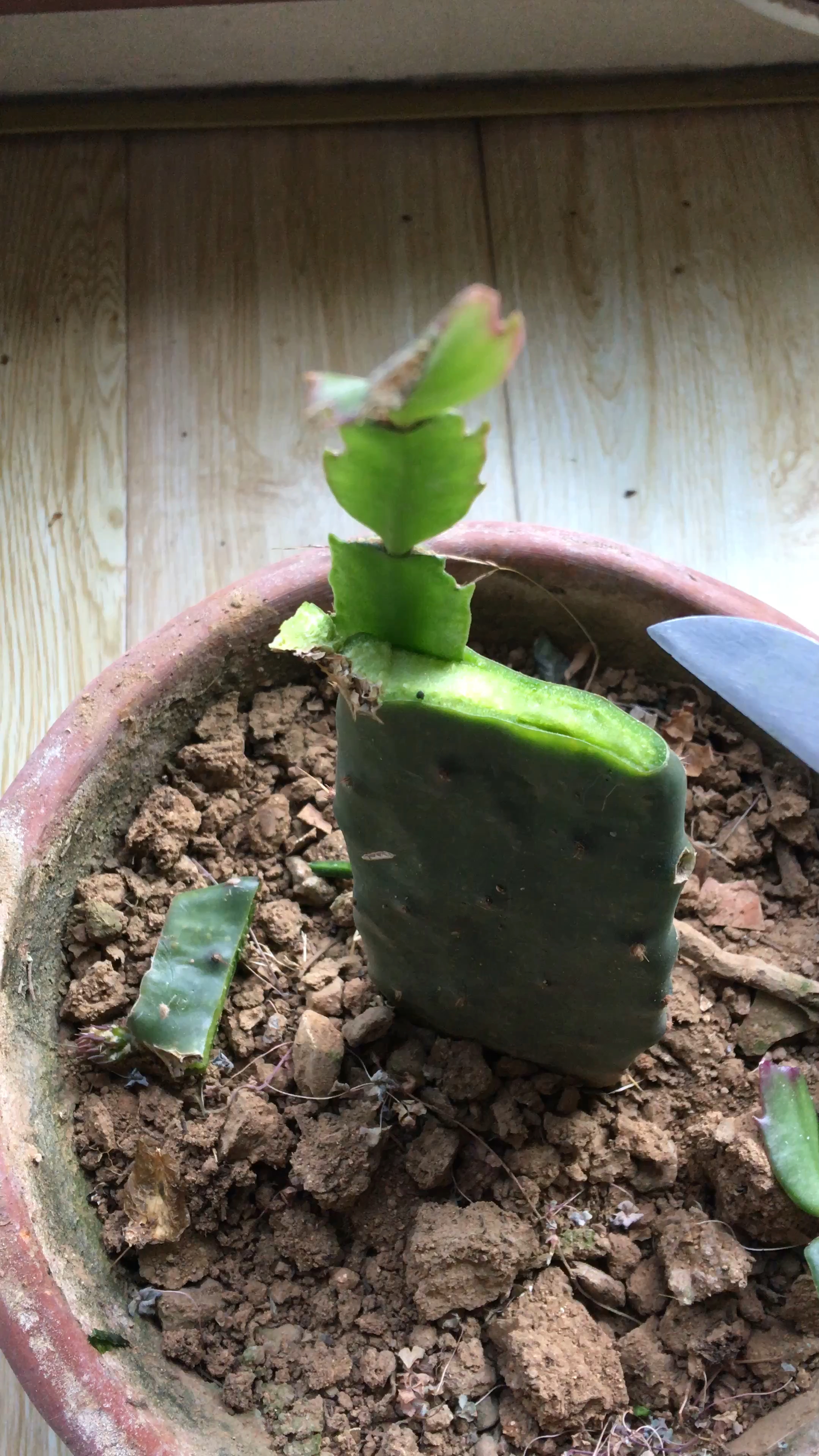 仙人掌这样嫁接蟹爪兰成活率100%