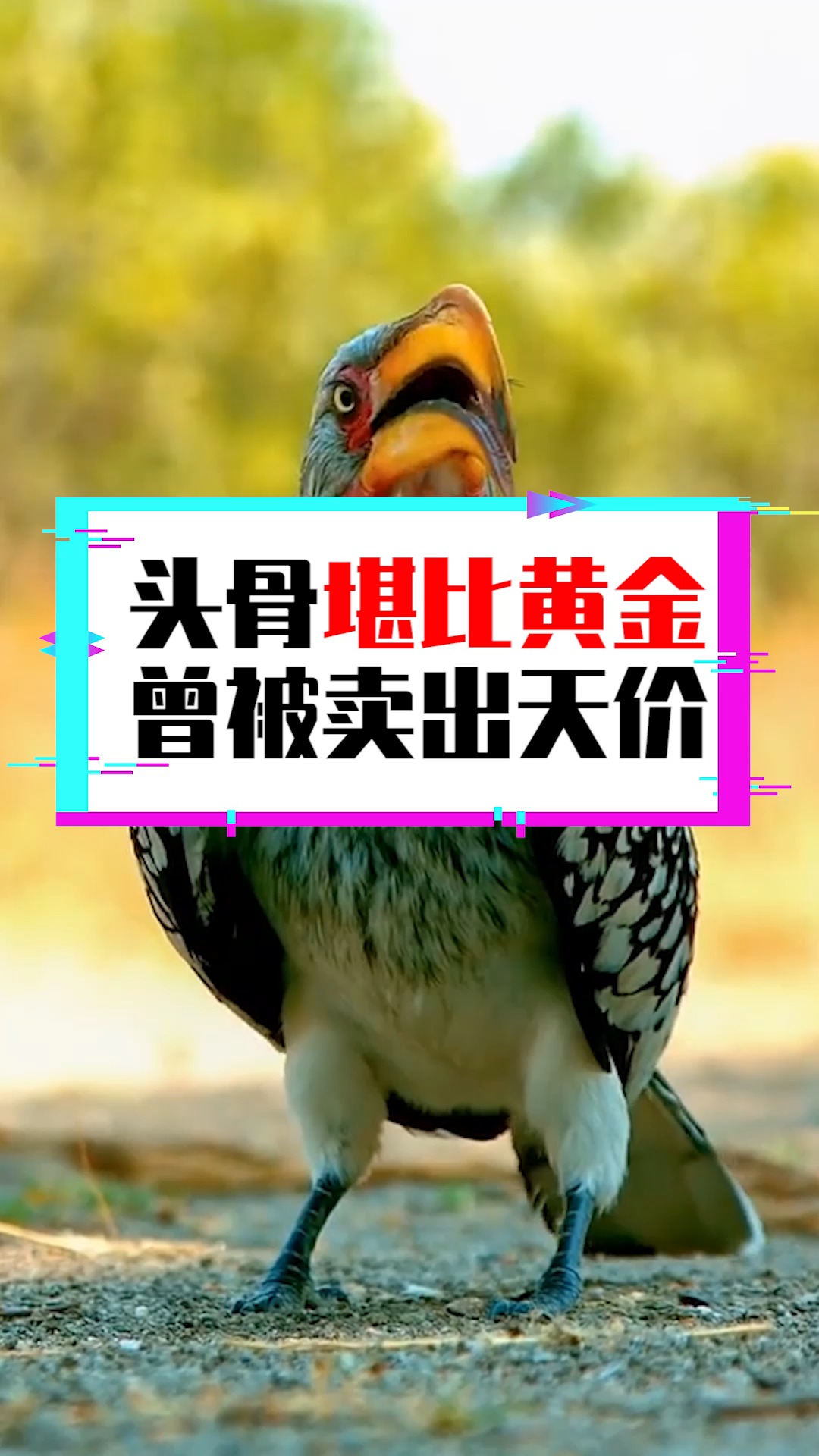 奇闻趣事抢先看#头骨堪比黄金,曾被卖出天价,先已濒临灭绝!