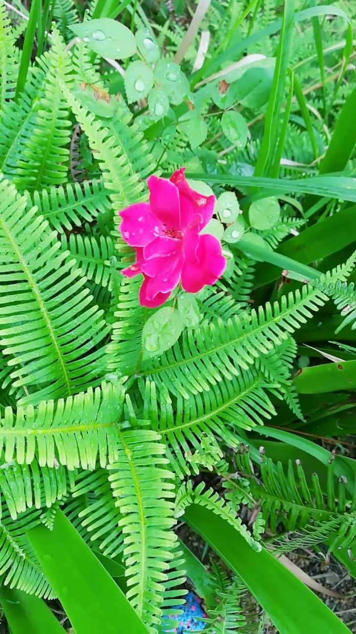 万绿丛中一点红