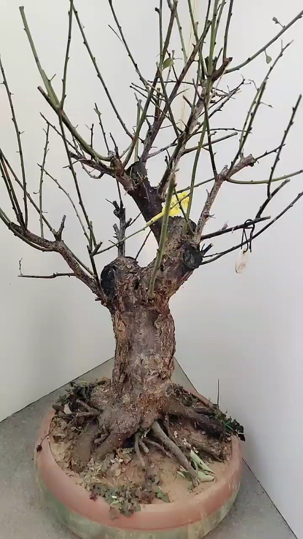 原生骨里红梅盆景老桩