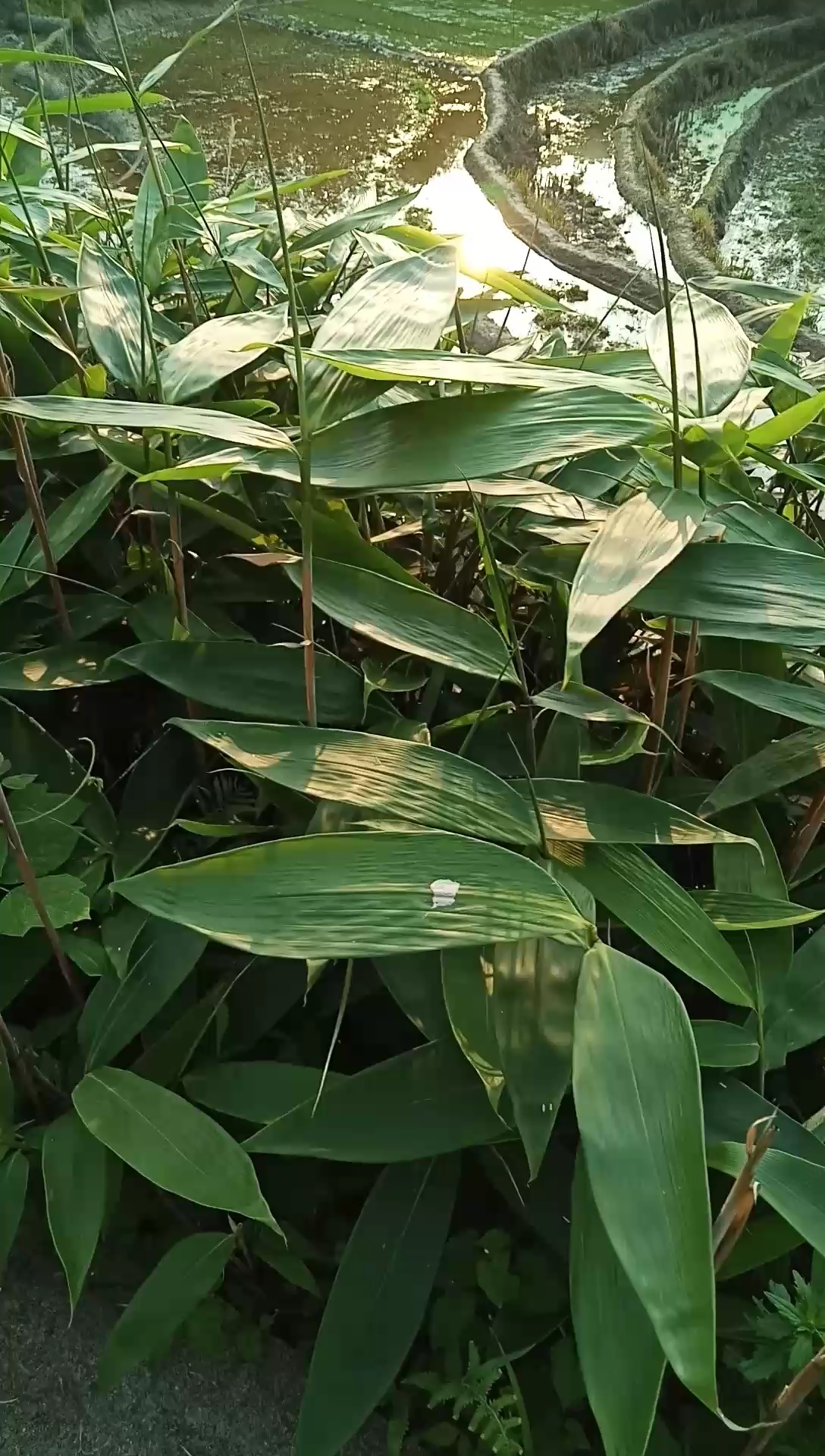 又是一年端午节快到了,棕叶飘香.