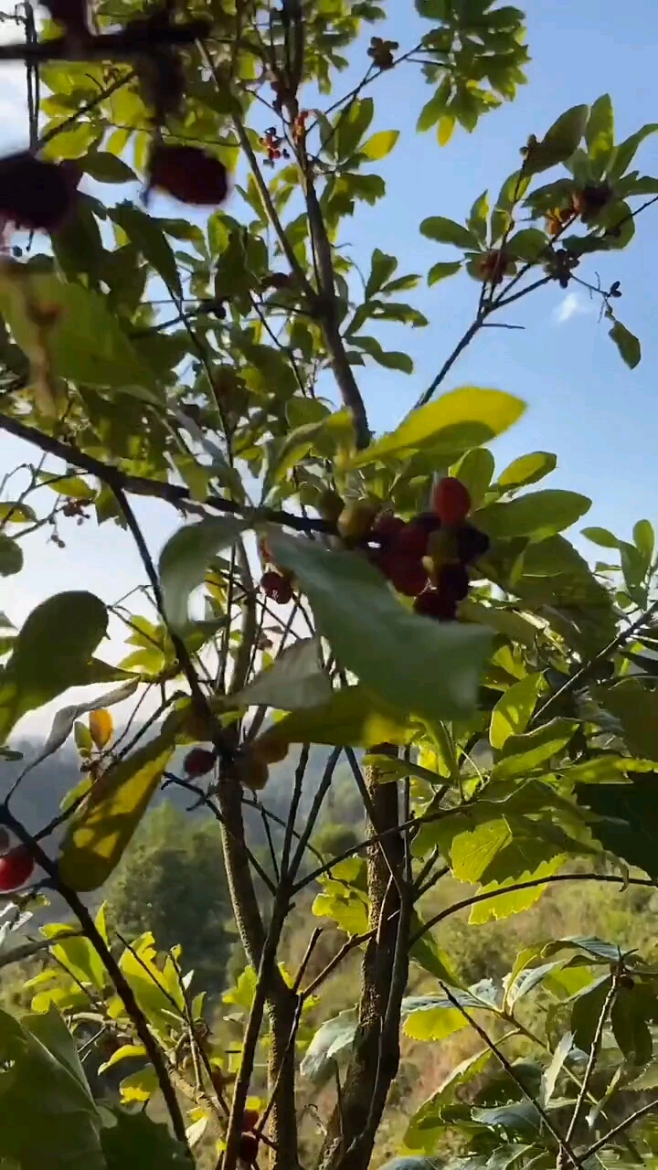 这是山上的野果子看着都很有食欲还是时候的味道