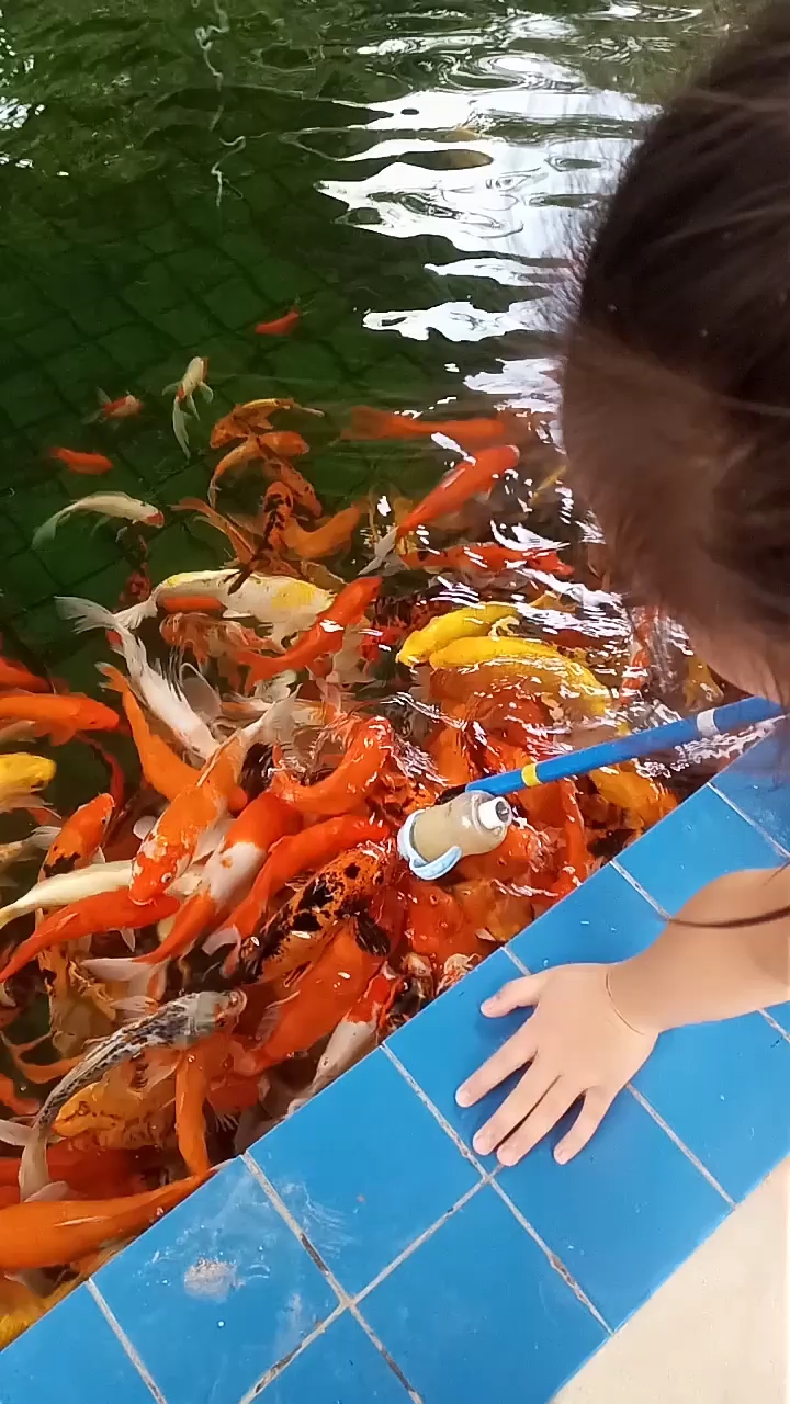 奶嘴喂金鱼,一拥而上