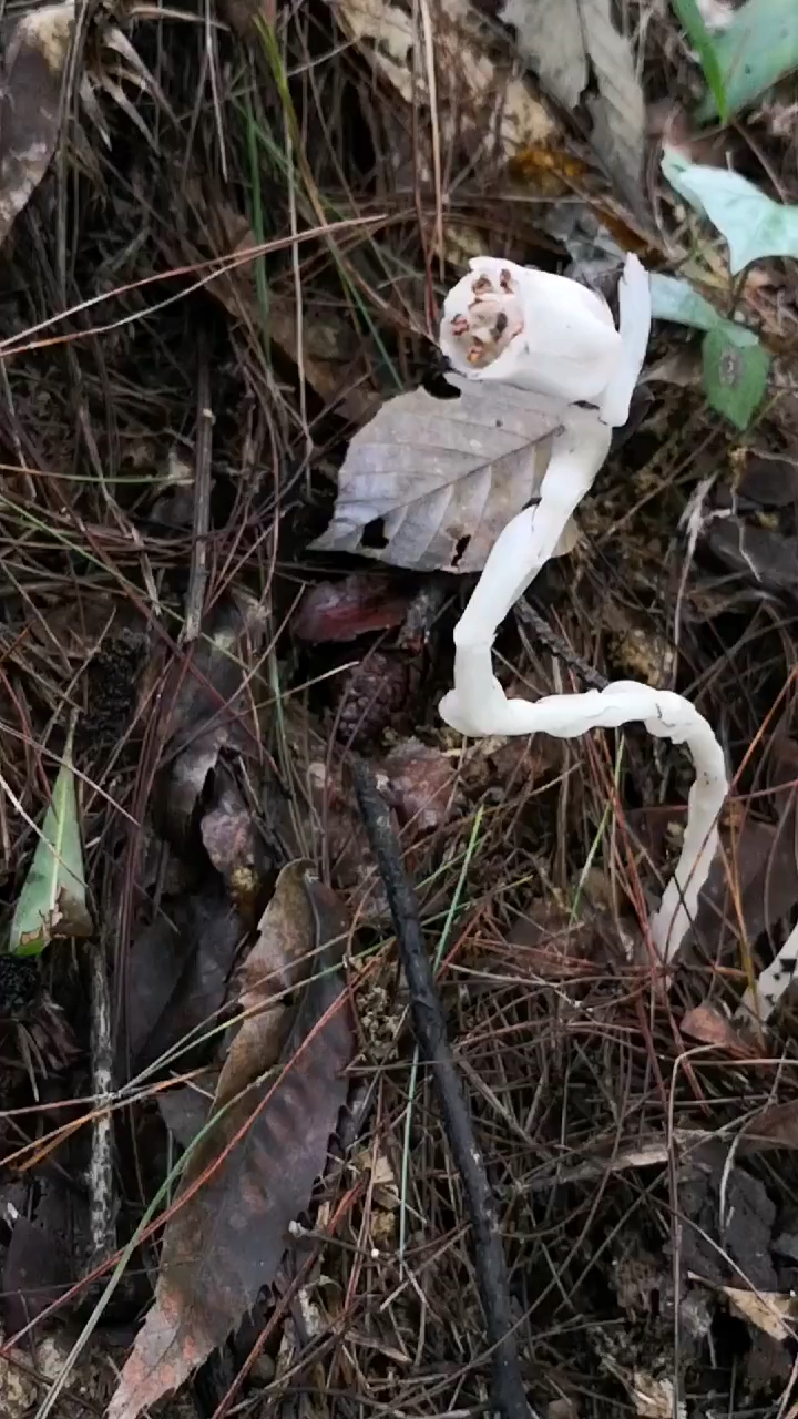 传说中死亡之花,水晶兰