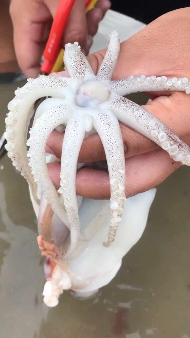 鱿鱼的牙齿在哪里