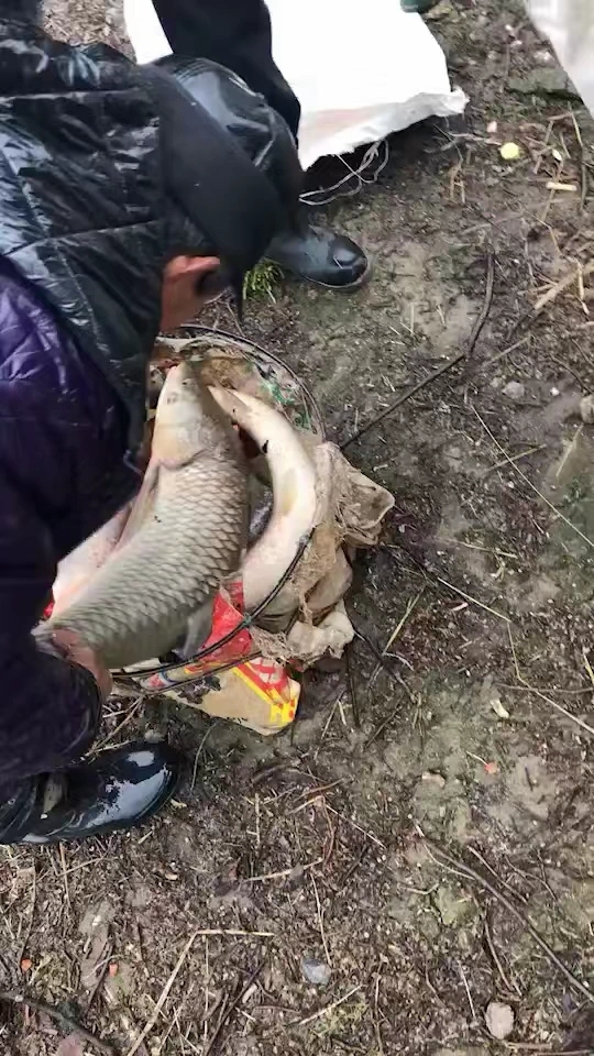 看看我们家的鱼塘的鱼青混子.正宗野生的味道慢慢哒呦.