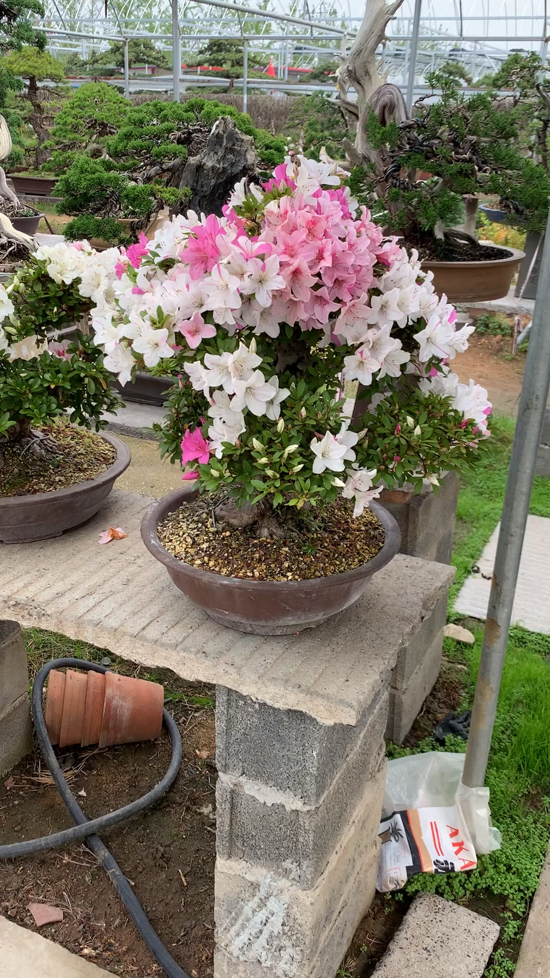 进口皋月杜鹃花盆景