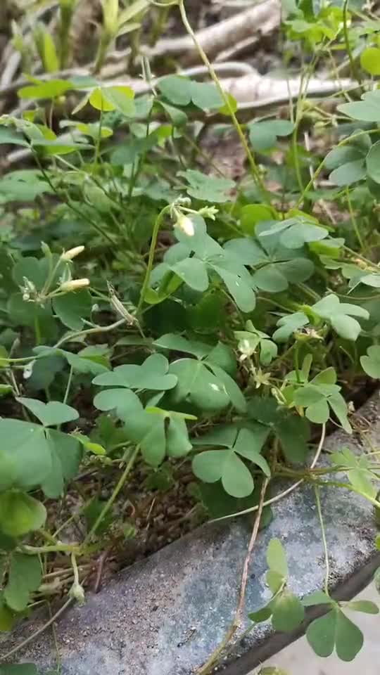 我們叫它酸漿草,味道酸溜溜的,小時候沒少吃.你家鄉有嗎