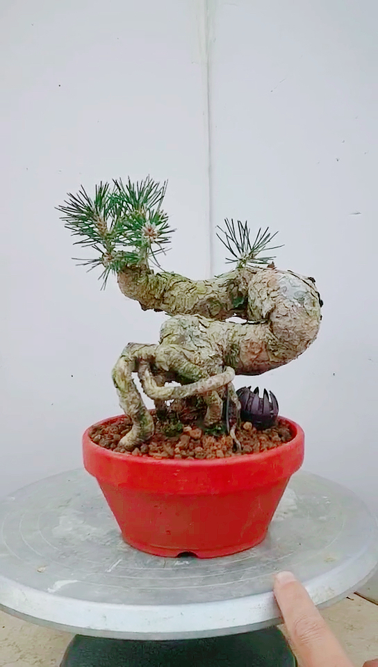 千奇百怪盆景桩#精品矮霸小黑松
