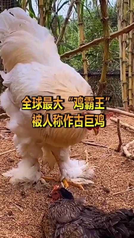 世界上最大的鸡是谁图片