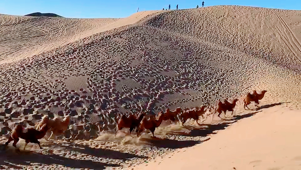 全民迎新年#沙驼