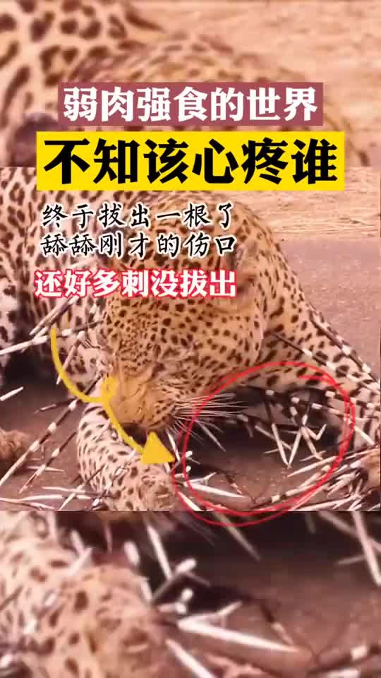 弱肉强食的世界,不知该心疼谁被豪猪刺伤的豹子后来怎么样了你想帮它