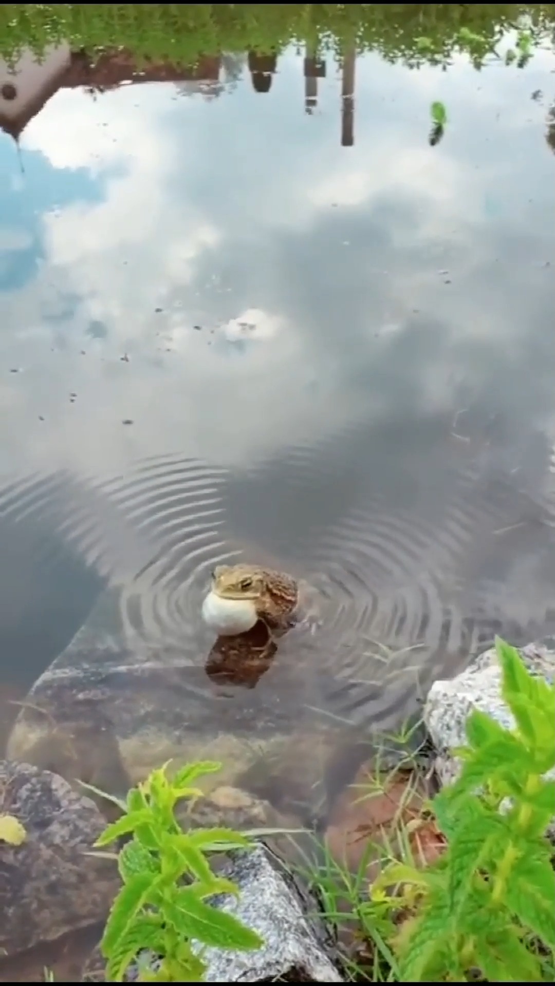 蟾蜍叫起来嘴巴真的是鼓起来的,动画片里不是骗人的,真是活久见