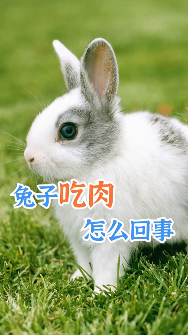 我要上热门#兔子吃肉怎么回事-度小视