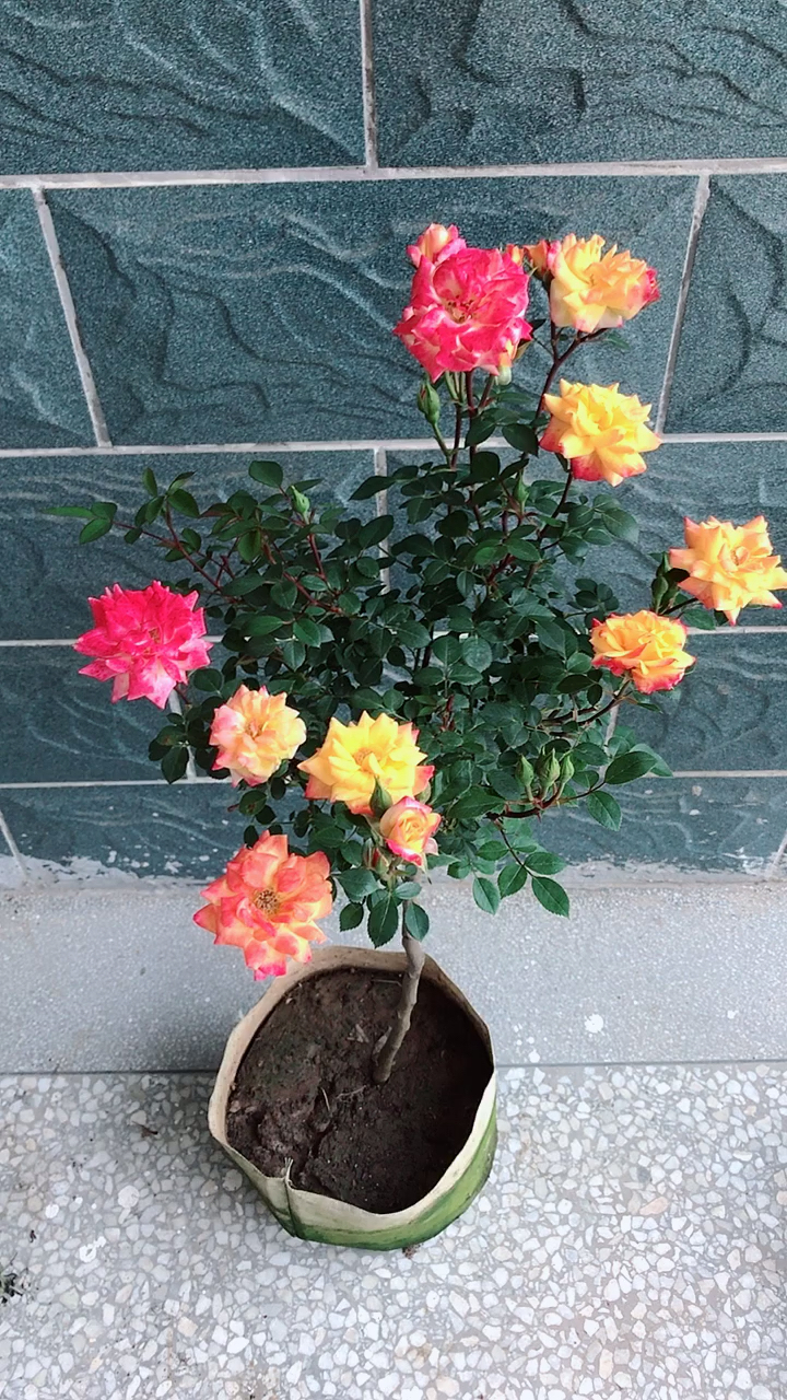 月季扦插#棒棒糖型的藤彩虹月季花,浓香型月季