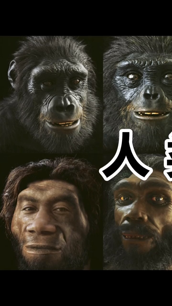 一个视频带你看懂人类进化史