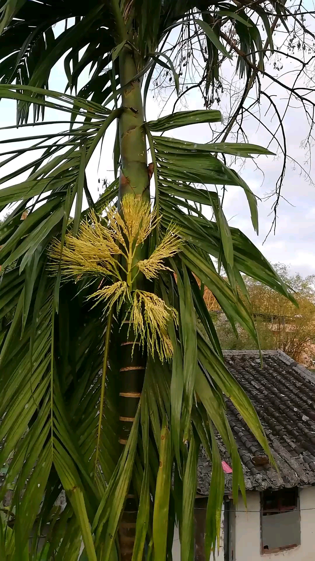 海南槟榔树,海南人喜欢嚼槟榔.我不喜欢