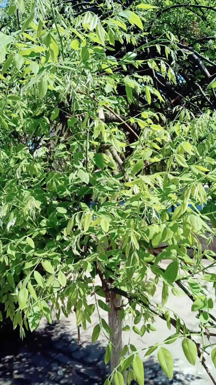 是这棵树传出来的香味吗?香味迷人