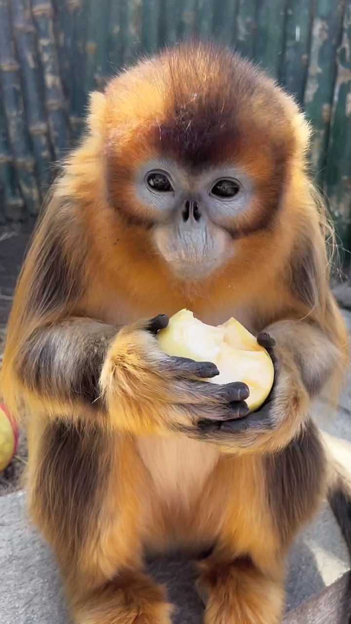 小猴子非常喜欢吃水果