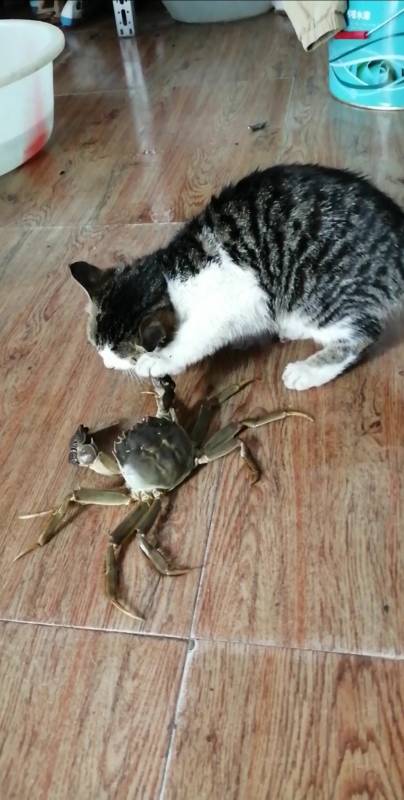 小猫被螃蟹夹住,猫妈妈也没有办法去救-度小视