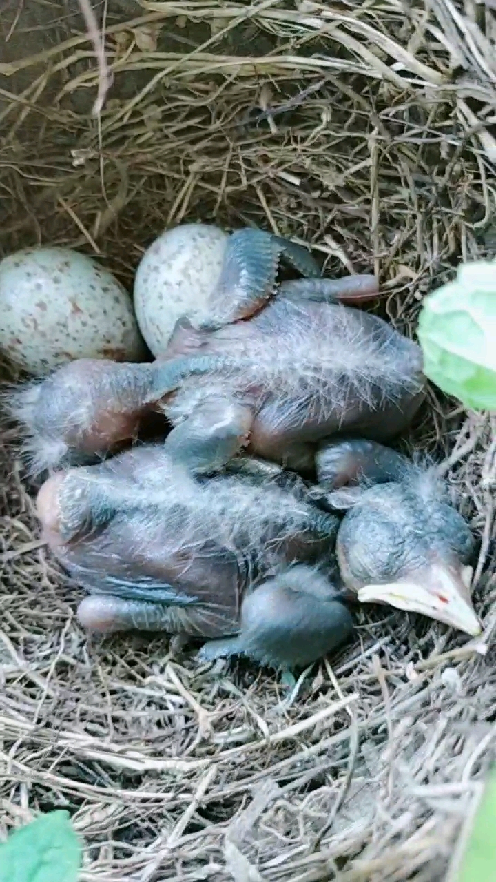 神宠来袭#出生第五天的乌鸫小雏鸟,高清