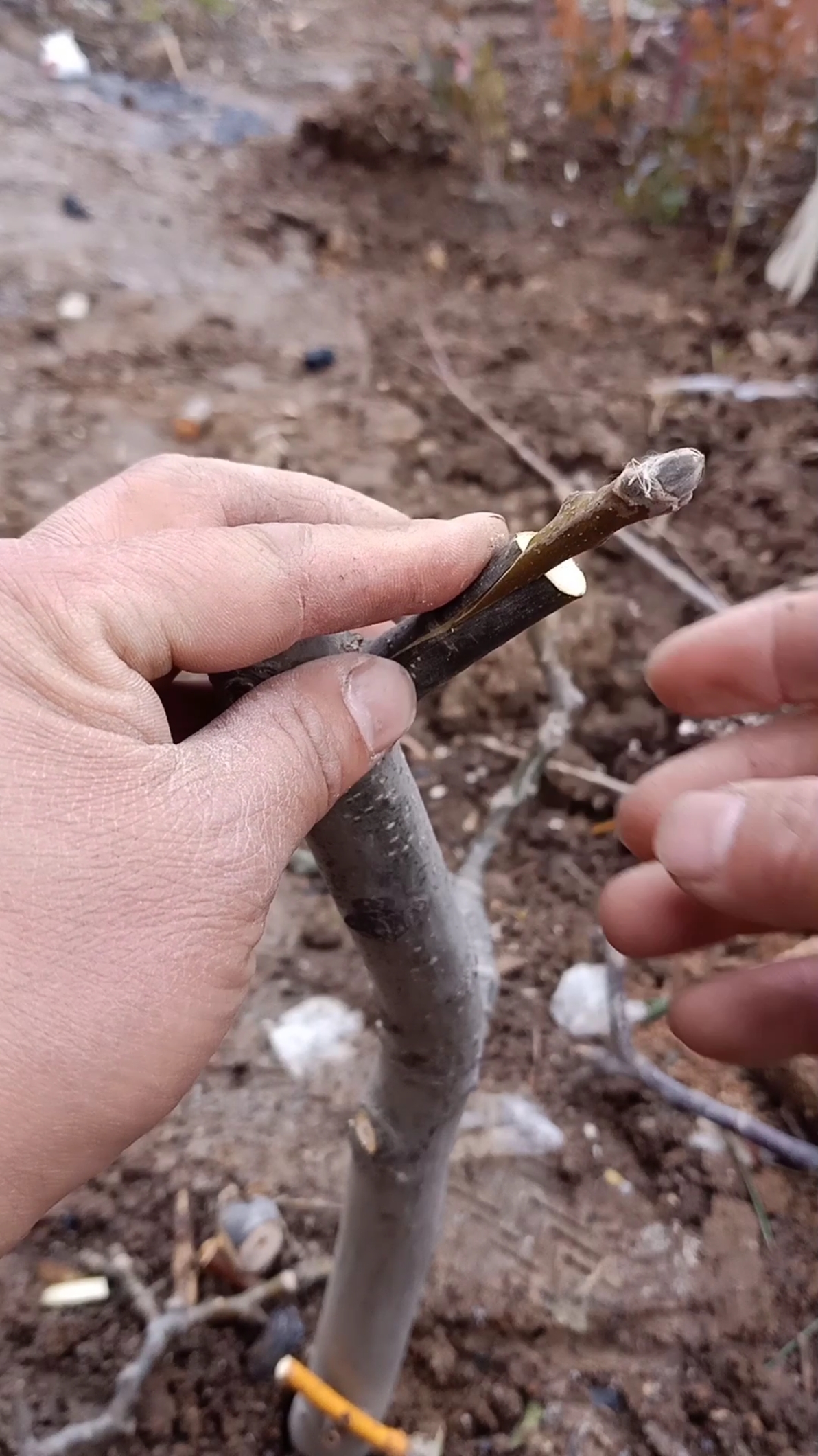 嫁接高手劈接核桃技术成活率百分之百