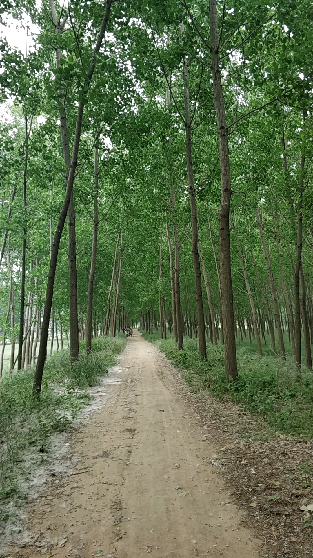 乡村生活#徐州夏日农村特色