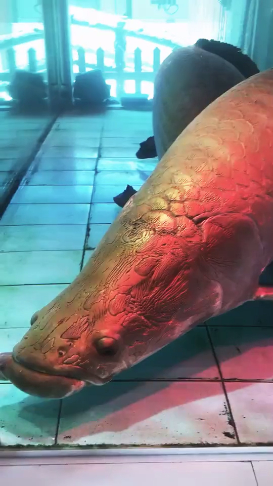 巨骨舌鱼最大图片