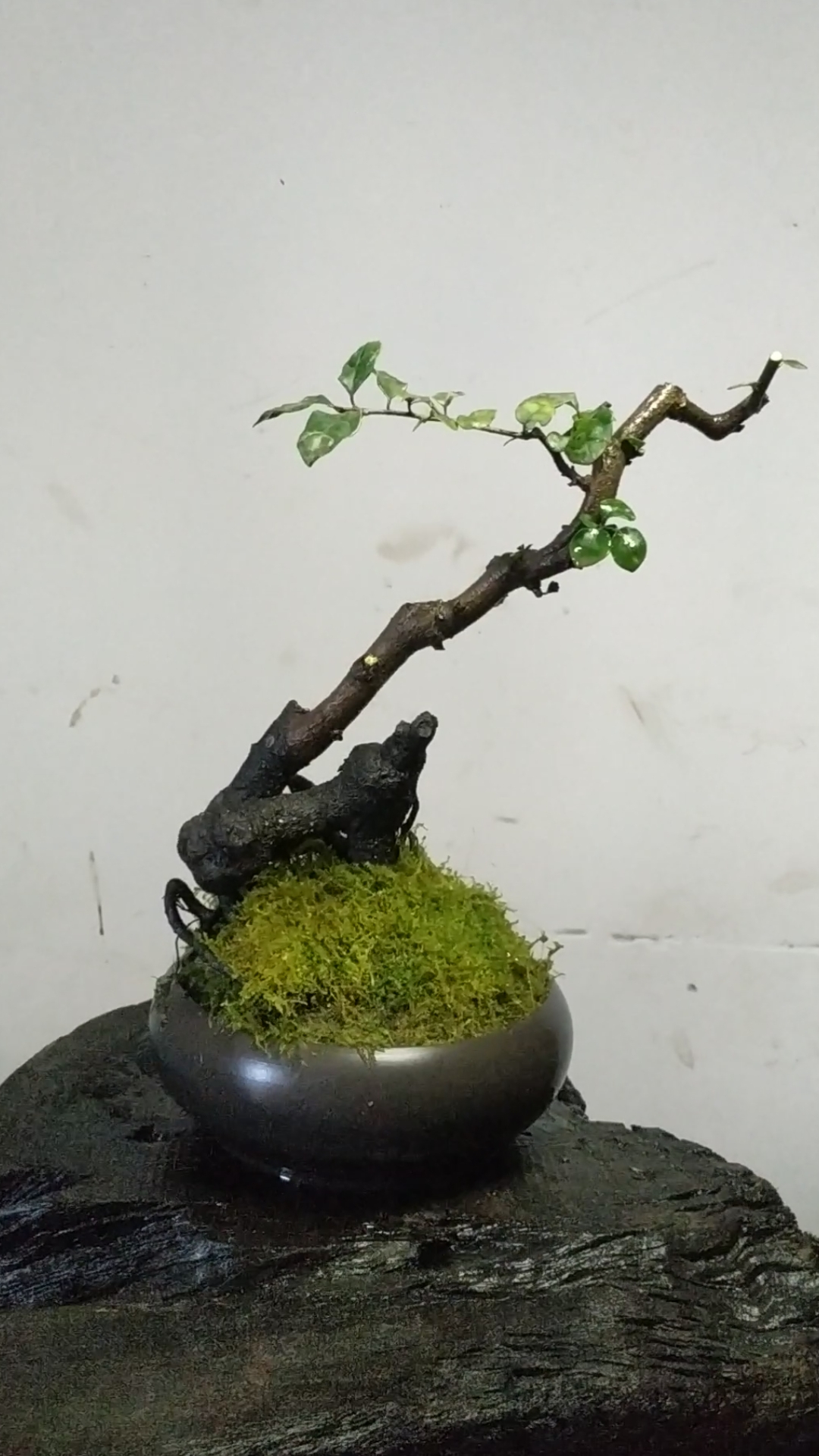 怪根金弹子#金弹子盆景一组小精品
